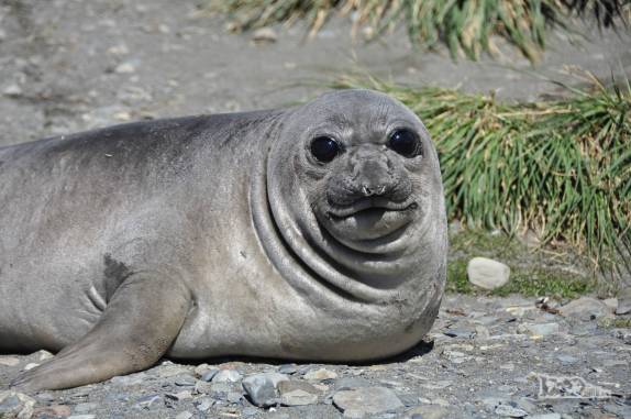 Um enrugado filhote de elefante-marinho na praia de Ocean Harbour, na Geórgia do Sul